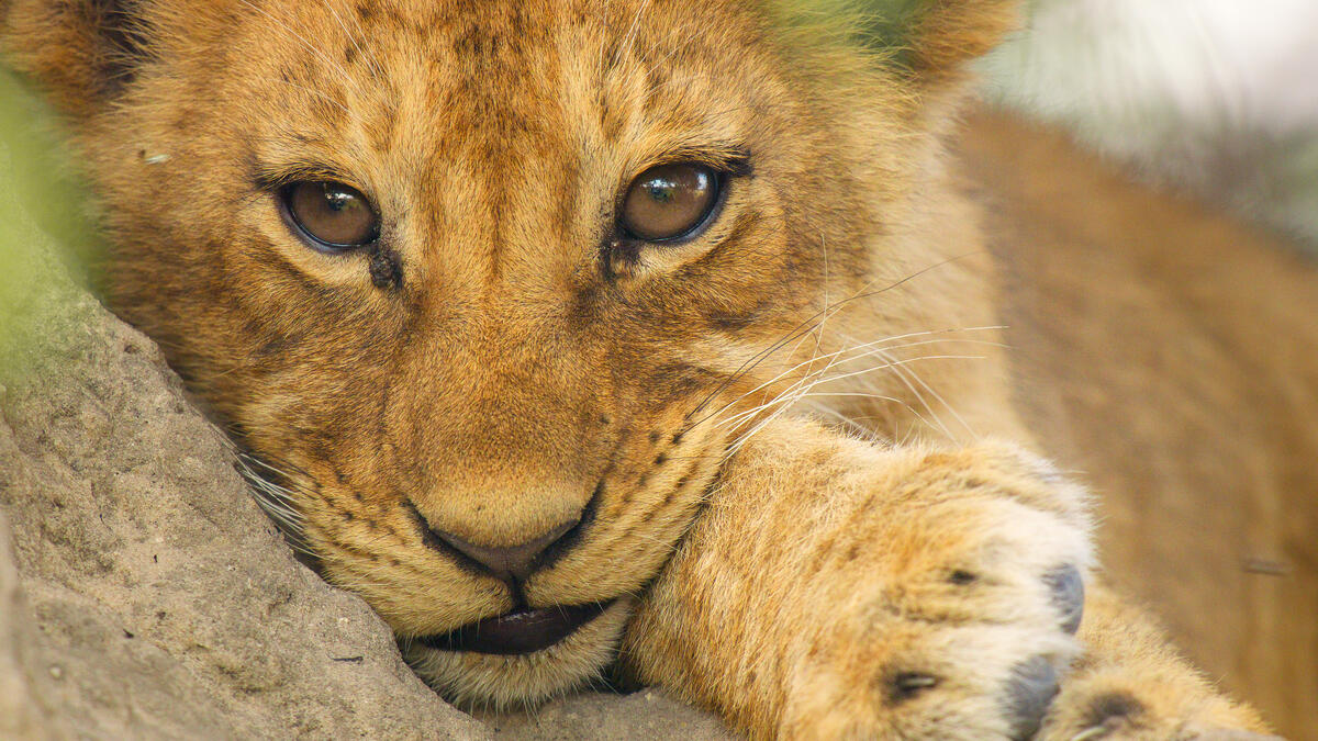 Lutter pour sa survie